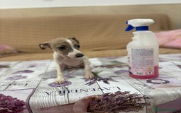 Pequeño Lebrel Italiano perros en venta: Lebrel italiano  - Imagen 9