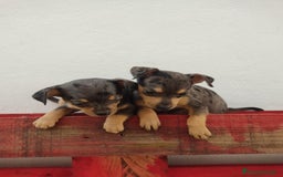 Pinscher Miniatura perros en venta: Mini pinche merle  - Imagen 1