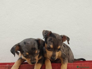 Pinscher Miniatura perros - Anuncio 3
