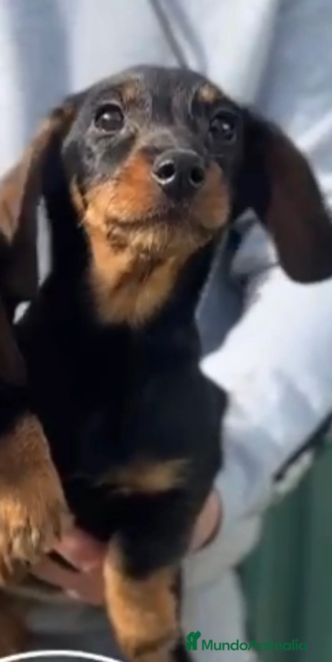 Teckel perros en venta: Teckel hembra - Anuncio 1