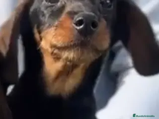 Teckel perros Teckel hembra - Anuncio 1