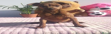 Pinscher Miniatura 1