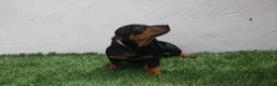 Teckel Miniatura perros en venta: Teckel Miniatura  - Anuncio 25
