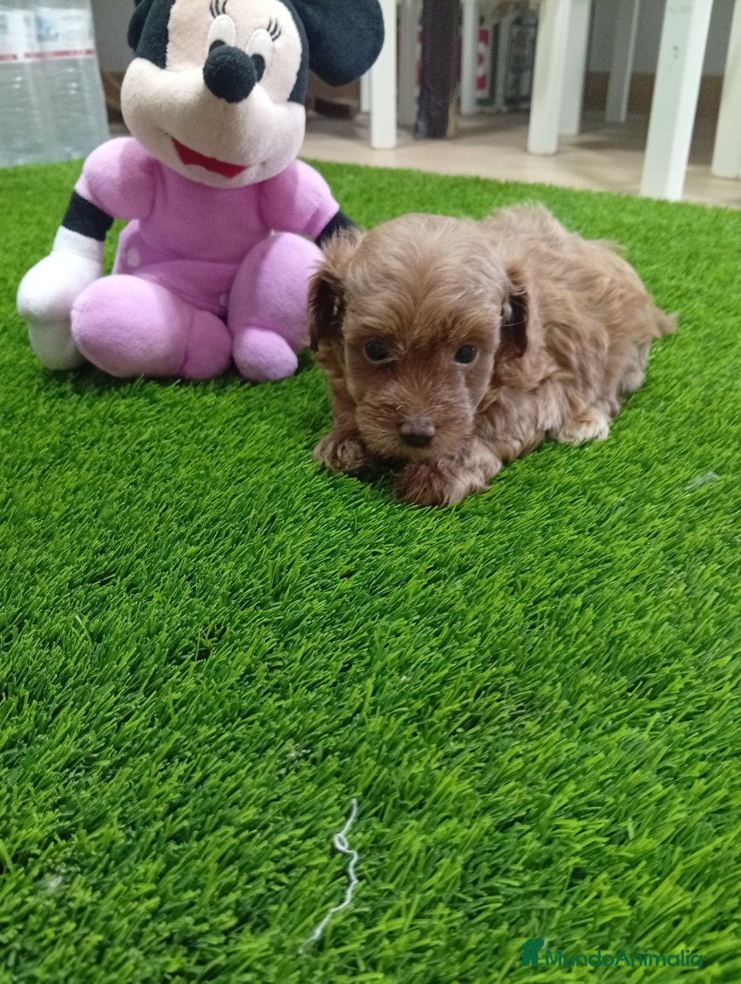 Maltipoo perros en venta: PRECIOSAS MALTIPOO - Anuncio 1