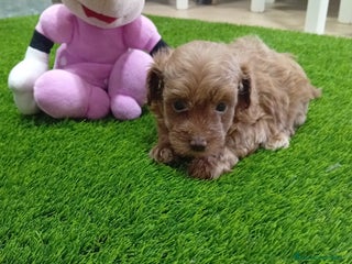 Maltipoo perros PRECIOSAS MALTIPOO - Anuncio 2