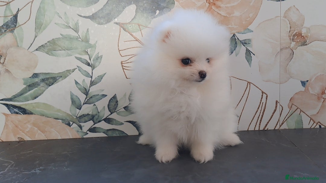 Pomerania perros en venta: Lulu de Pomerania Mini  - Imagen 4