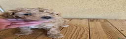Caniche Toy perros en venta: Reserva tu caniche Prao Toro 🧡 en Madrid - Anuncio 9