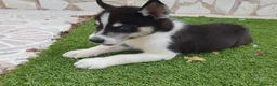 Husky Siberiano perros en venta: Husky Jet Black y Agouti EXÓTICOS - Anuncio 19