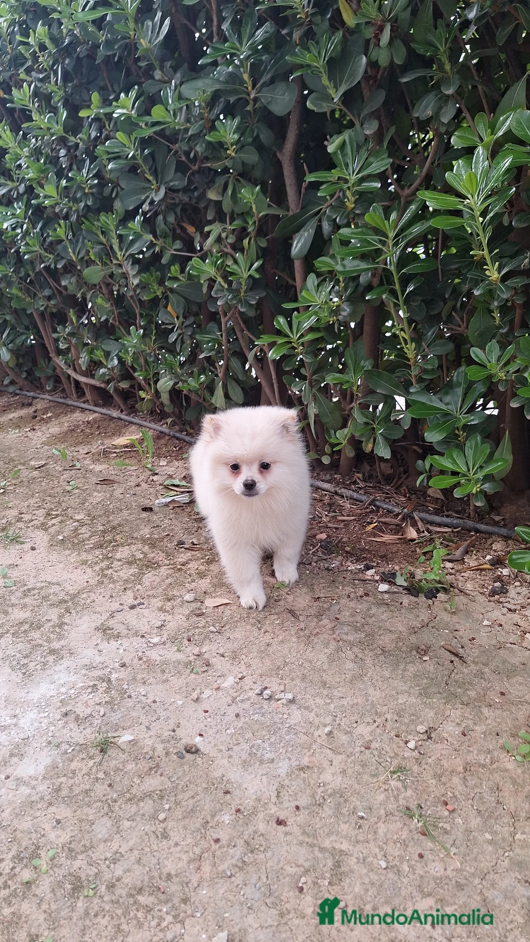 Pomerania perros en venta: Pomerania  - Anuncio 1