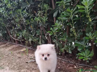 Pomerania perros Pomerania - Anuncio 1