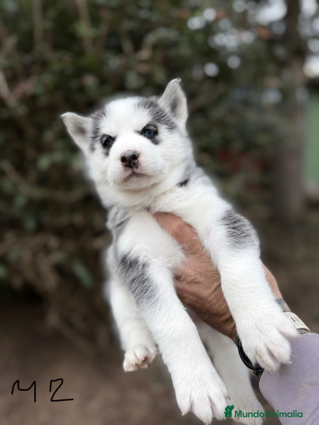 Husky Siberiano perros en venta: HUSKY SIBERIANO - Anuncio 3