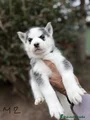 Husky Siberiano Cachorro 2