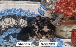 Chihuahua perros en venta: Chihuahuas toy - Imagen 2