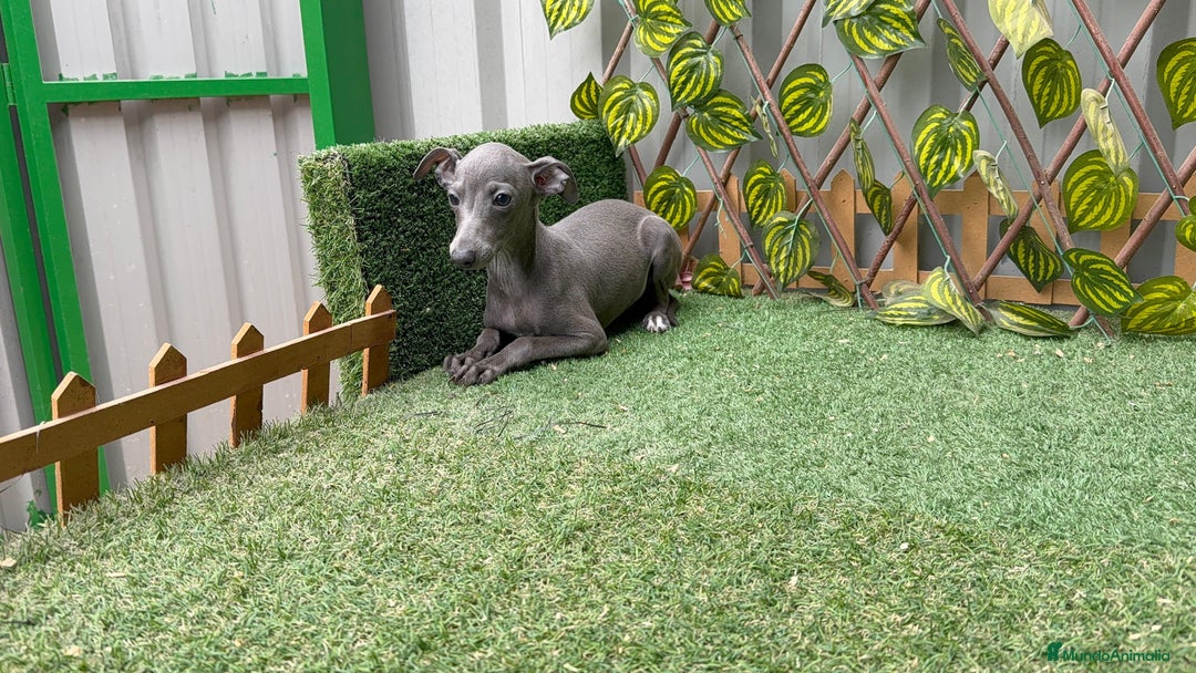 Pequeño Lebrel Italiano perros en venta: Piccolo italiano - Anuncio 2