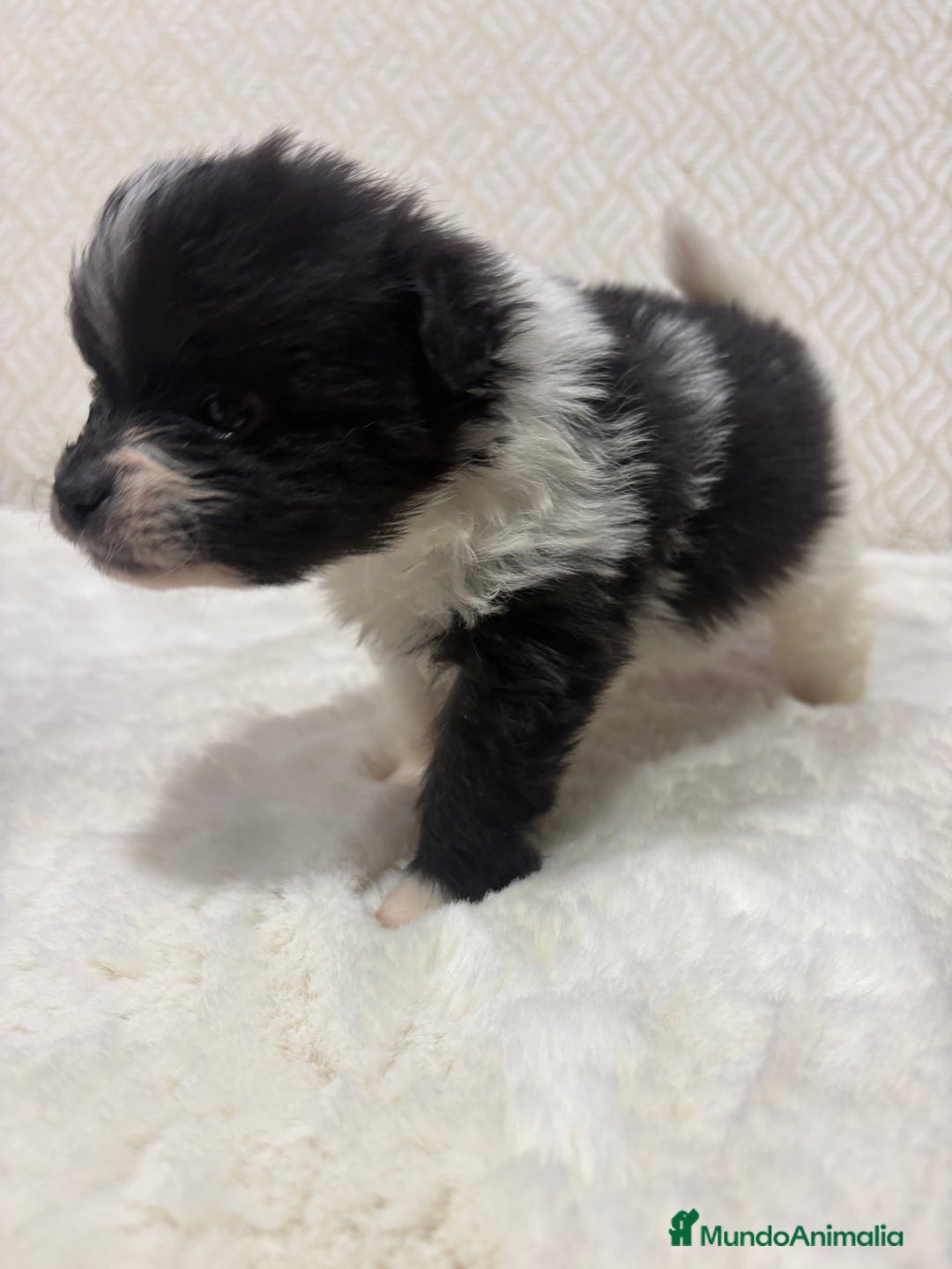 Pomerania perros en venta: Lulu Pomerania Toy macho color party Osito - Anuncio 3