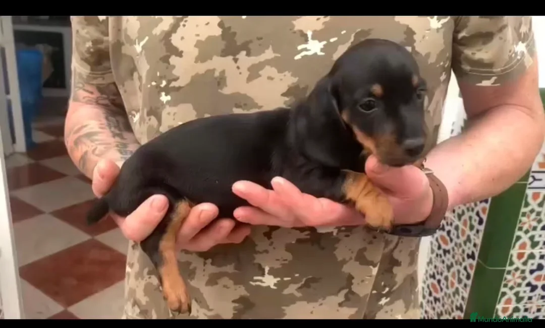 Teckel perros en venta: Teckel macho  - Anuncio 1