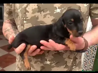 Teckel perros Teckel macho - Anuncio 1