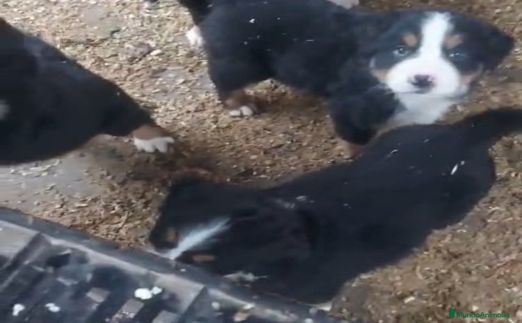 Boyero de Berna perros Cachorros de Boyero de Berna  - Anuncio 2