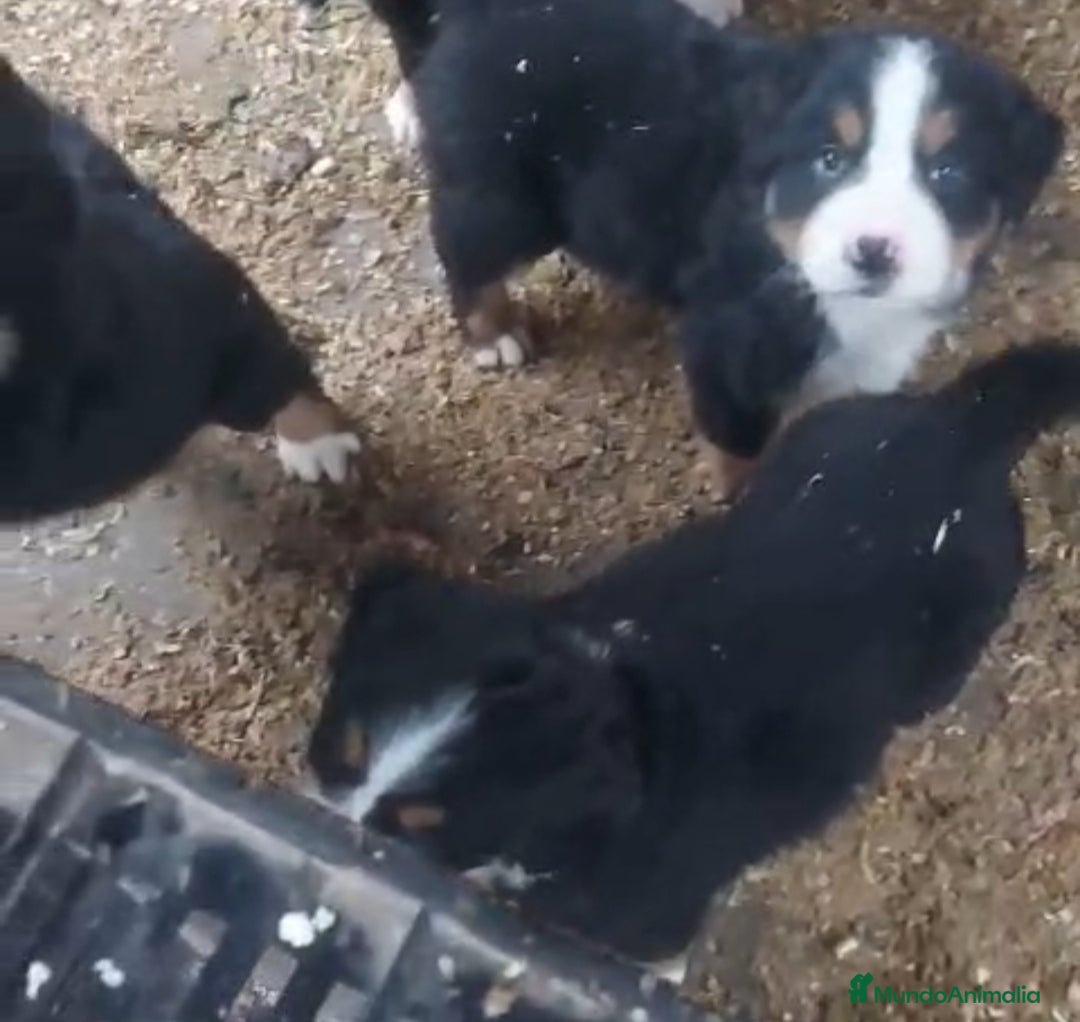 Boyero de Berna perros en venta: Cachorros de Boyero de Berna  - Anuncio 1