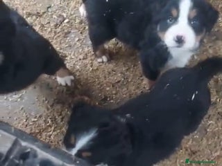 Boyero de Berna perros Cachorros de Boyero de Berna - Anuncio 2