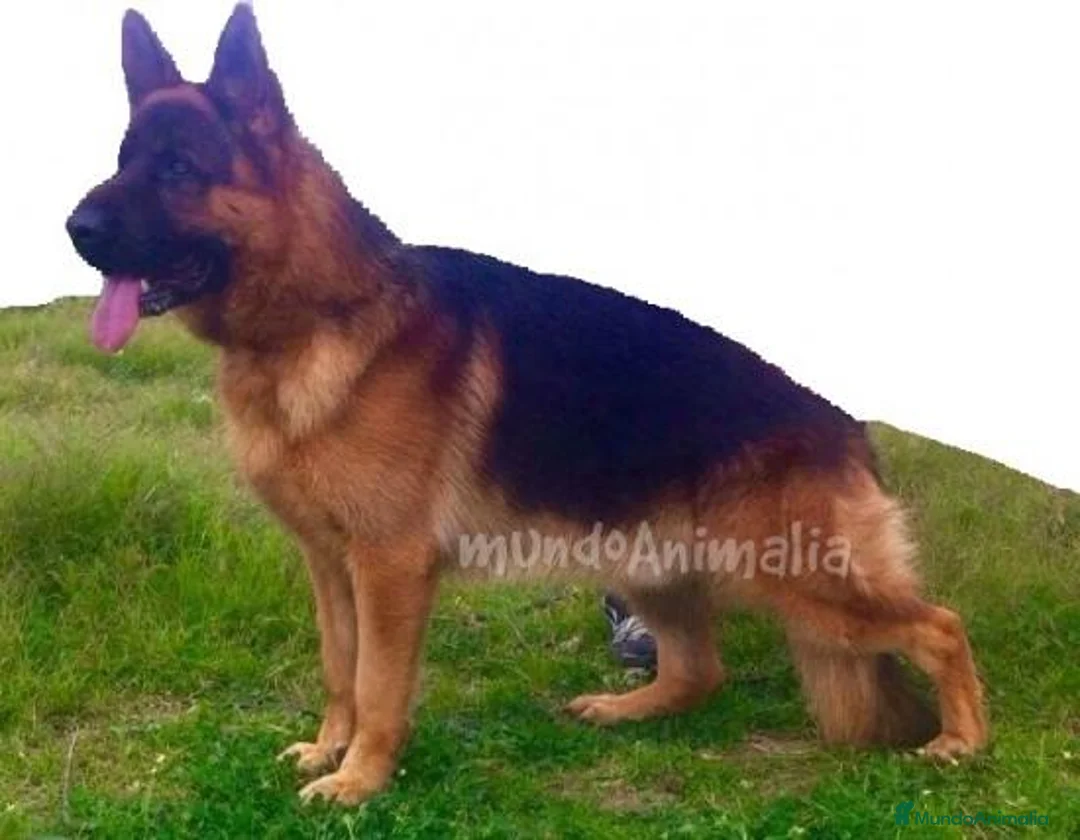 Imagen de galería {{count}}