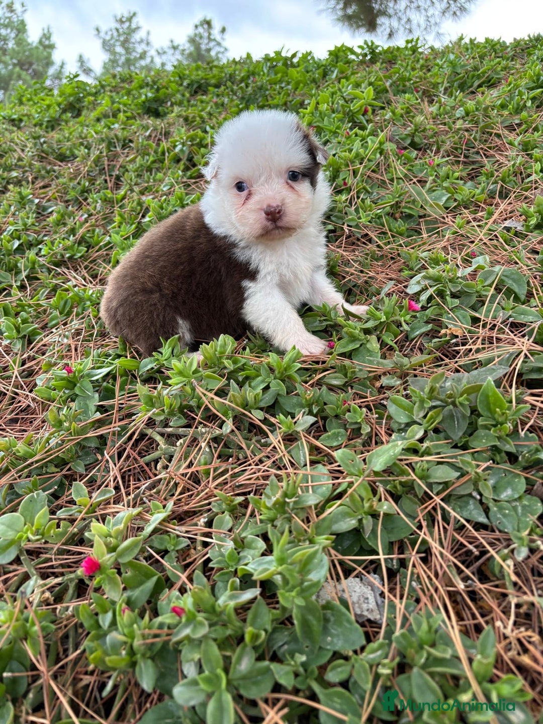 Pastor Australiano perros en venta: Pastor Australiano  - Imagen 7