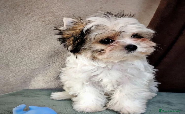 Biewer Yorkshire Terrier a la Pom Pon perros - Anuncio 9