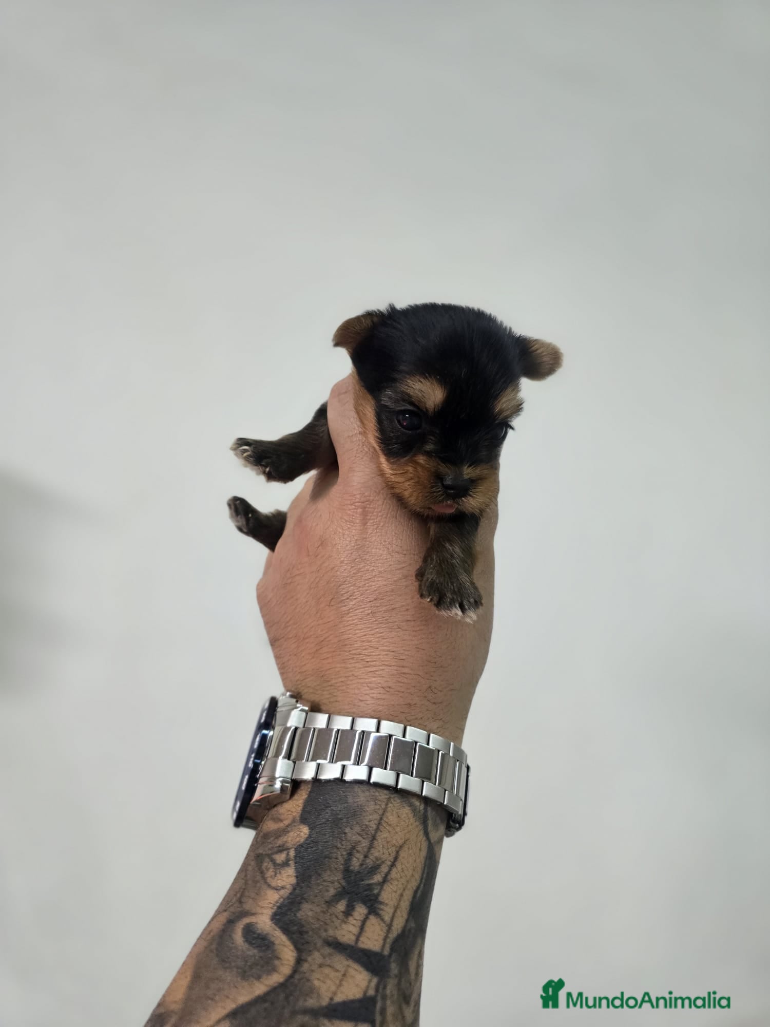 Yorkshire Terrier perros Machito de yorkshire terrier - Anuncio 3