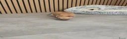 Chihuahua perros en venta: Chihuahua Macho 🦌 - Anuncio 4