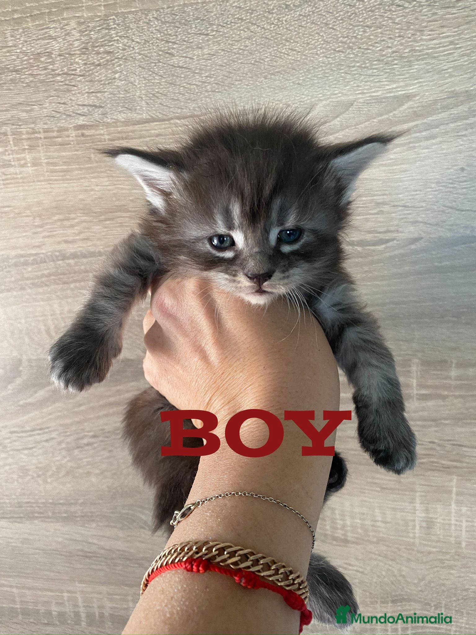 Maine Coon gatos Main Coon, nueva camada - Anuncio 2