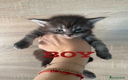 Maine Coon gatos en venta: Main Coon, nueva camada - Anuncio 2