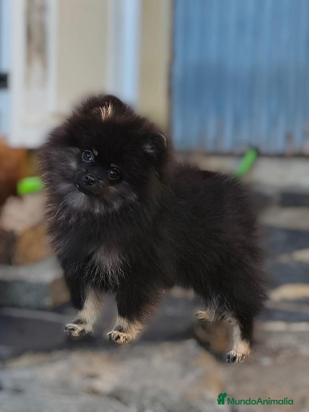 Pomerania perros en venta: Pomerania coreana y rusa MADRID, CÁCERES  - Anuncio 2