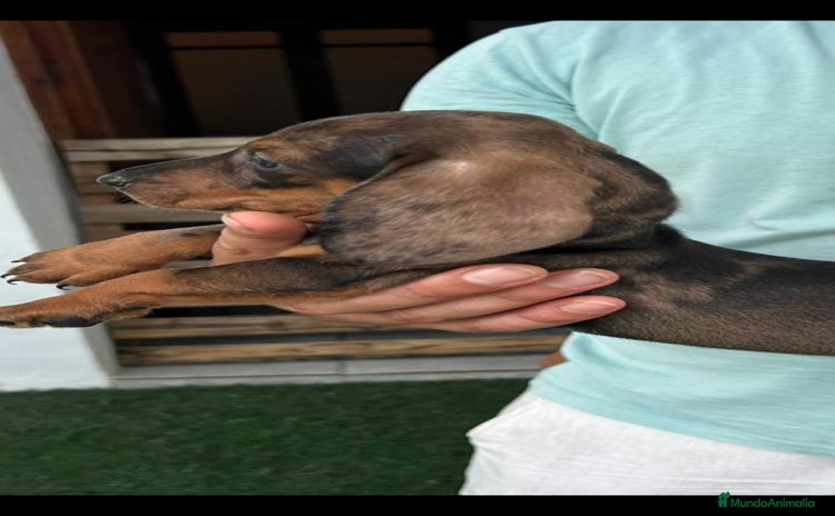 Teckel perros - Anuncio 1