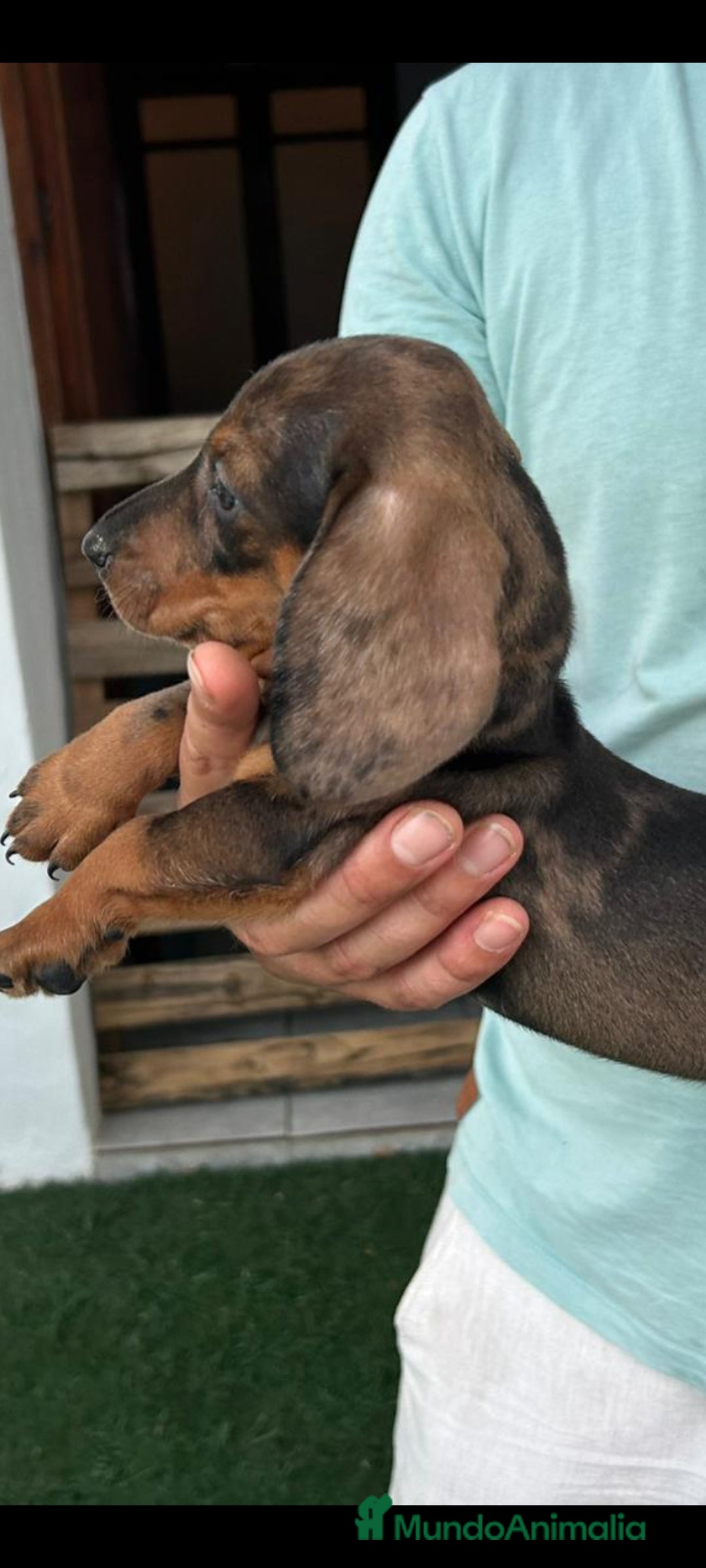 Teckel perros en venta: Cachorros teckel canichen  - Imagen 1