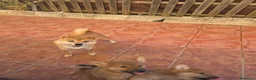 Akita Inu perros en venta: Akita inu - Anuncio 2