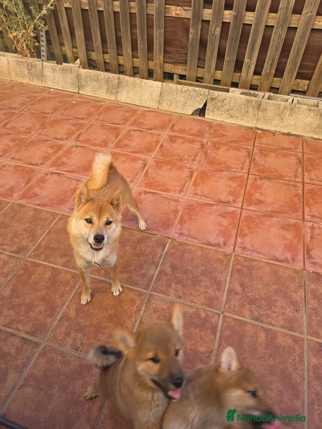 Akita Inu perros en venta: Akita inu - Anuncio 2