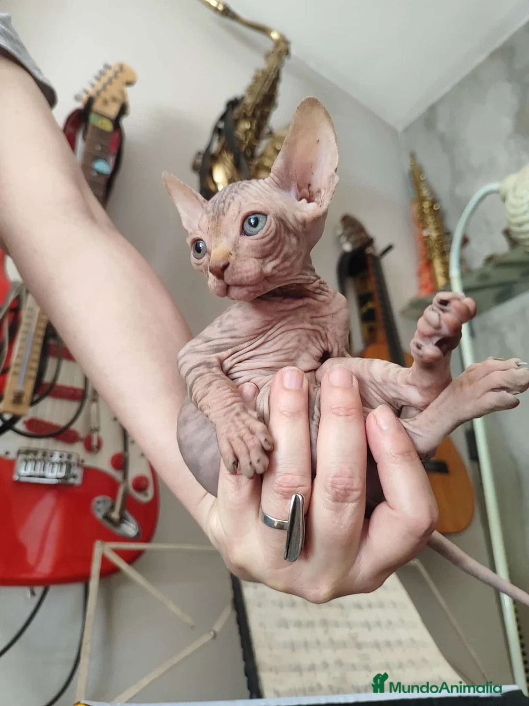 Sphynx gatos en venta: SPHYN  - Anuncio 5