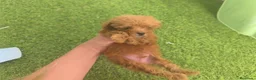 Caniche Toy perros en venta: Cachorros de caniche toy - Anuncio 3