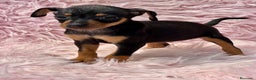 Pinscher Miniatura perros en venta: MINIPINSCHER DISPONIBLES - Anuncio 10