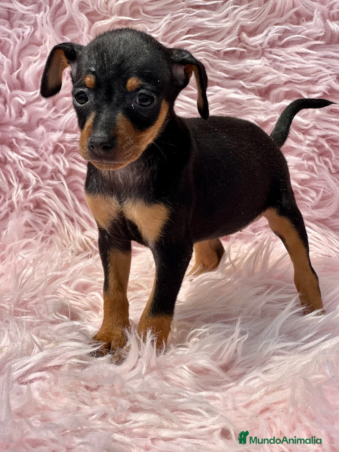 Pinscher Miniatura perros en venta: MINIPINSCHER DISPONIBLES - Anuncio 10