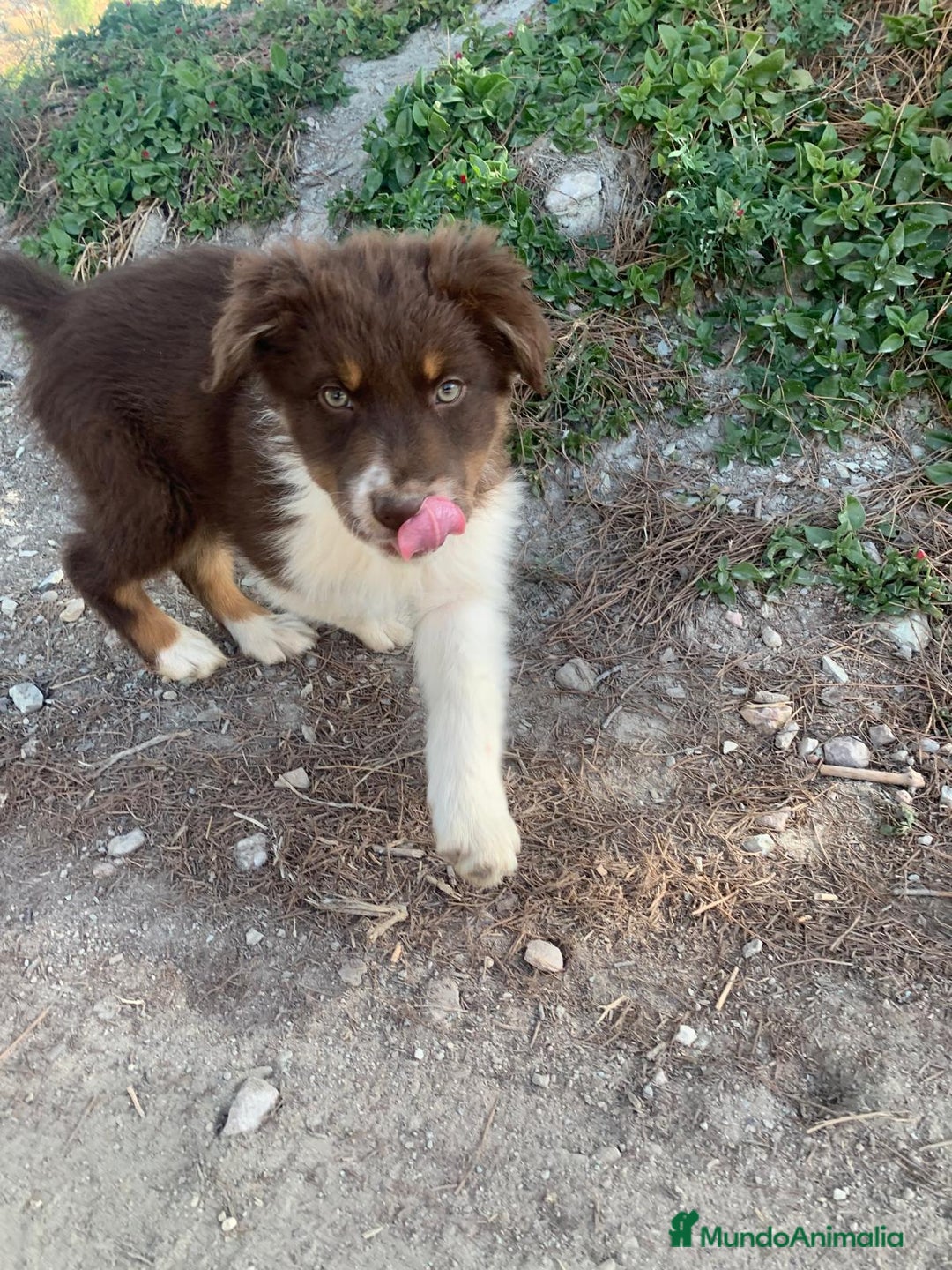 Pastor Australiano perros en venta: PASTOR AUSTRALIANO - Anuncio 12