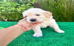 Golden Retriever perros en venta: golden retriever  - Imagen 2