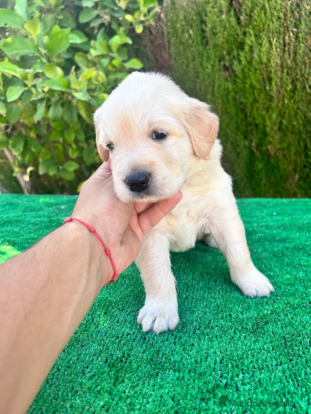 Golden Retriever perros en venta: golden retriever  - Imagen 2