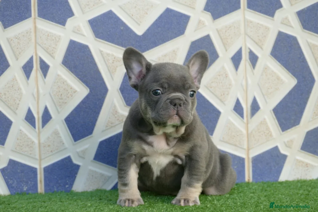 Bulldog Francés perros en venta: Bulldog Frances  - Anuncio 1