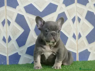 Bulldog Francés perros Bulldog Frances - Anuncio 1