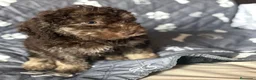Perro de Agua Español perros en venta: Perro De Aguas - Anuncio 3