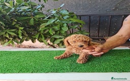 Caniche Toy perros en venta: Caniches toy - Imagen 2