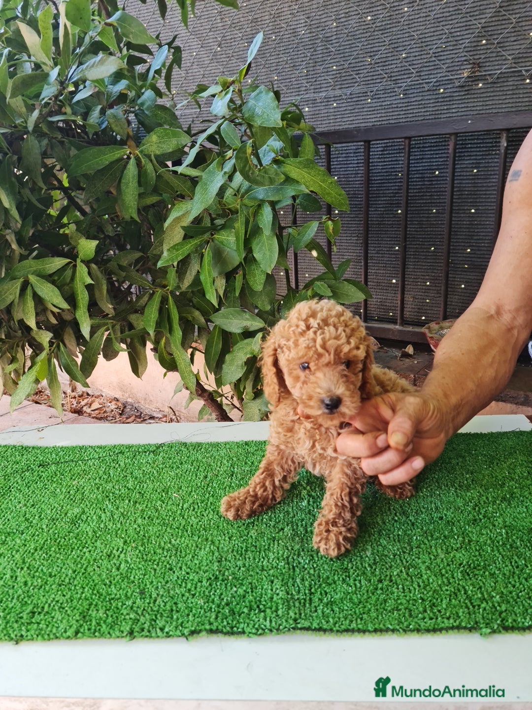 Caniche Toy perros en venta: Caniches toy - Imagen 2