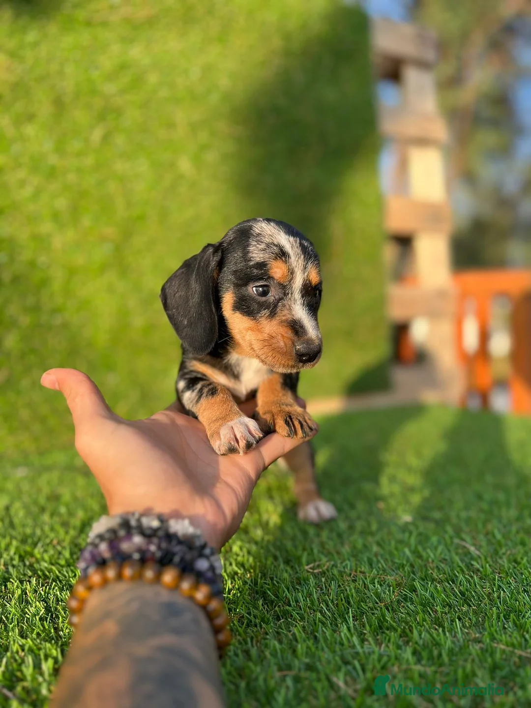 Teckel Miniatura perros en venta: Teckel listos para entregar !  - Anuncio 2