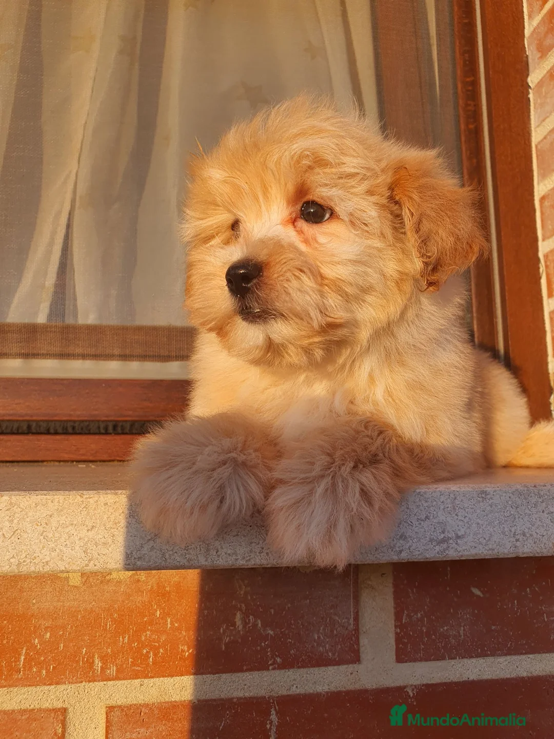 Maltipoo perros en venta: Maltipoo cachorro macho - Anuncio 2